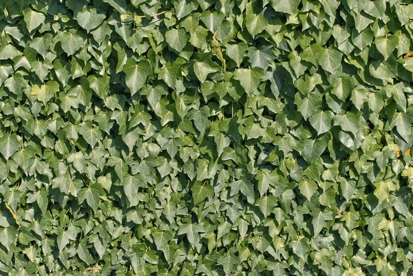Een Prachtig Shot Van Groene Klimop Plant Bedekt Muur Bij — Stockfoto