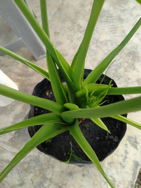 Vertical High Angle Shot Aloe Vera Plant Pot — ストック写真