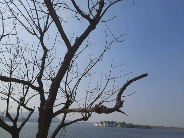 Tiro Ângulo Baixo Dos Ramos Uma Árvore Por Lago Capturado — Fotografia de Stock