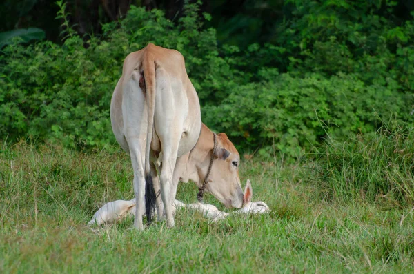 Close Uma Vaca Beijando Gado Campo Durante Dia — Fotografia de Stock