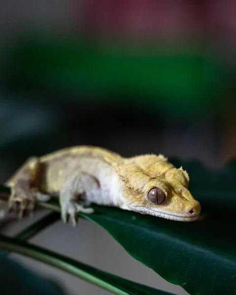 Tiro Perto Bonito Amarelo Ciliado Banana Comedor Uma Espécie Rara — Fotografia de Stock