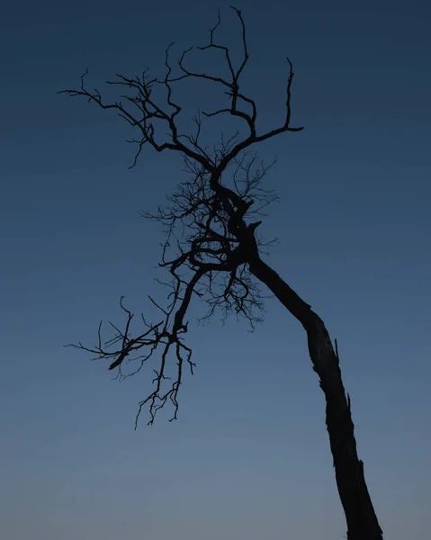 Skinny Träd Siluett Den Blå Himlen — Stockfoto