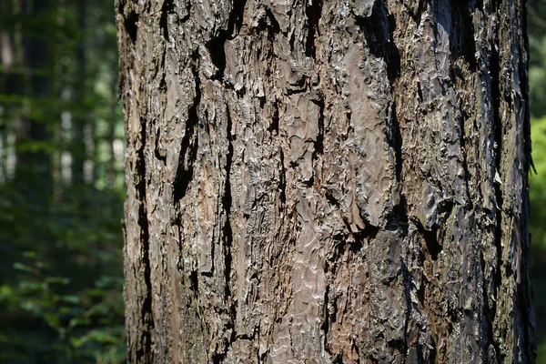 Detailní Záběr Textury Kůry Dřeva Rozmazaném Pozadí — Stock fotografie