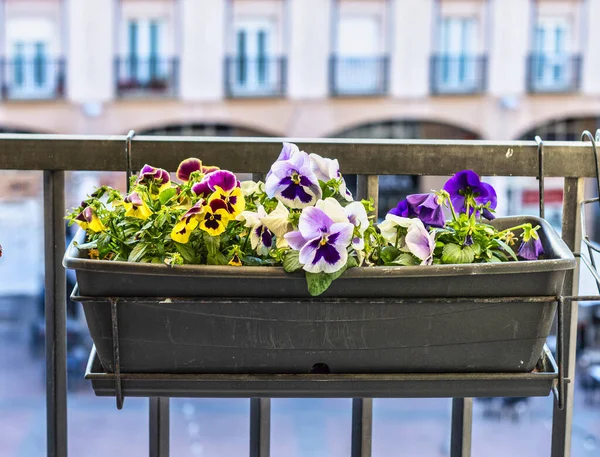 Closeup Colorful Flowers Pot Hanging Balcony — Stock Photo, Image
