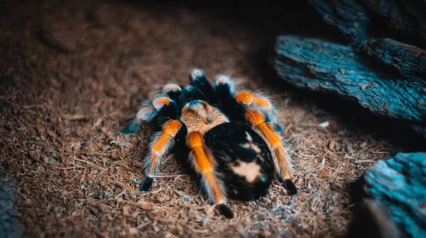 Detailní Záběr Tarantulového Pavouka Zemi — Stock fotografie