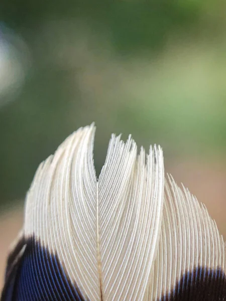 Nahaufnahme Einer Vogelfeder Auf Verschwommenem Hintergrund — Stockfoto