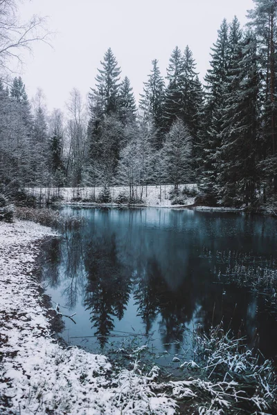 Belo Tiro Abetos Nevados Lado Lago Congelado Inverno — Fotografia de Stock