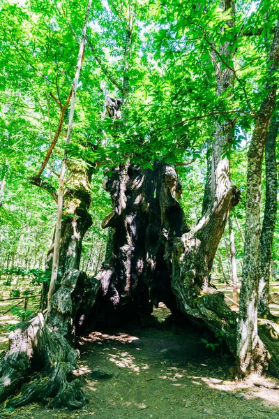 Tiro Vertical Castanheira Abuelo Ávila Castela Espanha — Fotografia de Stock