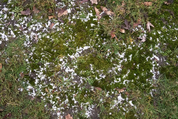 Una Vista Más Cercana Hierba Verde Nevada Musgo Meppen Alemania — Foto de Stock