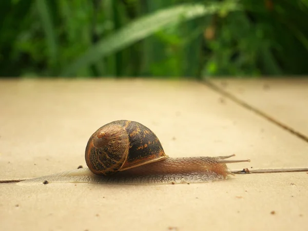 Gros Plan Escargot Sur Sol — Photo