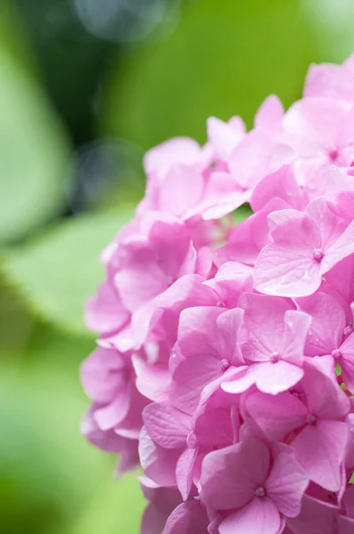 Primer Plano Vertical Flores Hortensias Rosadas Con Gotitas Agua — Foto de Stock