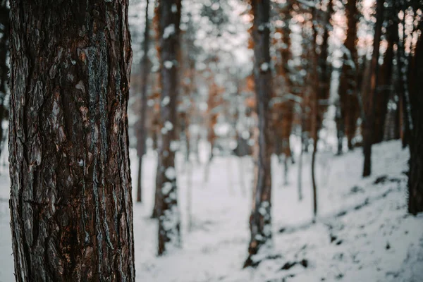 Gros Plan Arbre Dans Une Forêt Enneigée — Photo