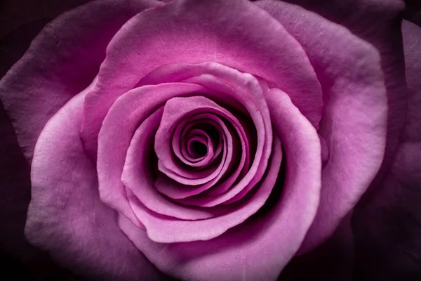 Tiro Close Uma Bela Rosa Rosa Cabeça — Fotografia de Stock