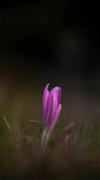 Een Prachtige Purpere Krokus Bloem Een Veld Een Donkere Wazige — Stockfoto