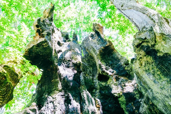 スペインのカスティーリャ州アビラにあるエル アブエロの栗の木のクローズアップ — ストック写真