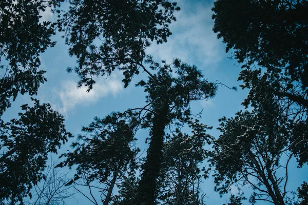 Tiro Ángulo Bajo Hermosos Árboles Altos Bajo Cielo Azul — Foto de Stock