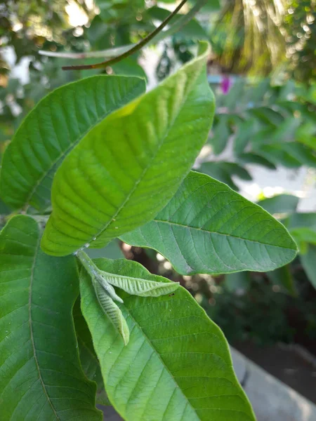 植物の緑の葉の垂直ショット — ストック写真