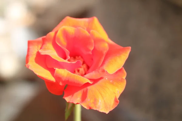 背景がぼやけている赤い黄色のバラの花からのマクロ側のトップビュー — ストック写真