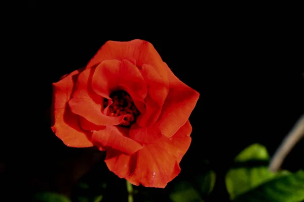 Macro Vue Dessus Latérale Une Fleur Rose Rouge Avec Fond — Photo