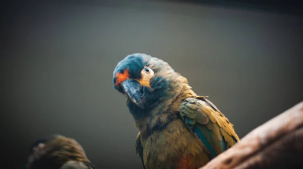 Enfoque Selectivo Loro Colorido Encaramado Madera Con Fondo Gris Oscuro —  Fotos de Stock