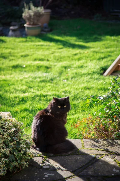 Gatto Capelli Lunghi Nero Giardino — Foto Stock