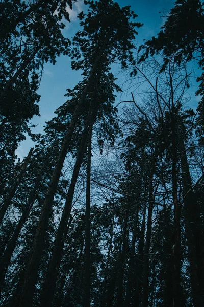 Plan Vertical Faible Angle Grands Arbres Dans Une Forêt — Photo