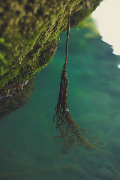 Vertical Shot Thin Root Partially Dipped Water Surrounded Moss — Stock Photo, Image