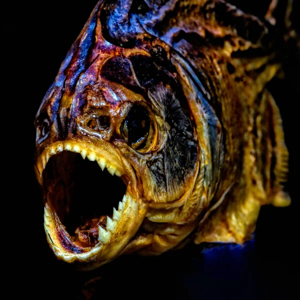 Een Close Shot Van Een Eng Gezicht Piranha Vis Een — Stockfoto