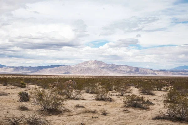 Μια Όμορφη Φωτογραφία Του Joshua Tree National Park Στην Καλιφόρνια — Φωτογραφία Αρχείου