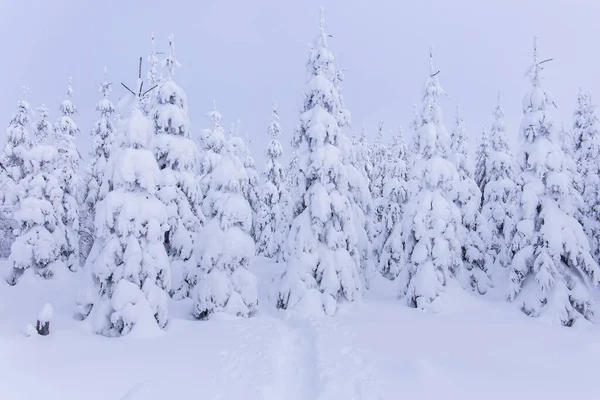 山の上の森の中で深い冬 厚い氷と雪に覆われた木々の多く — ストック写真