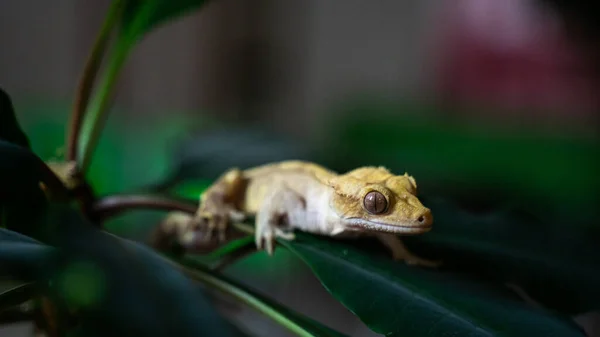 Zblízka Záběr Roztomilého Žlutého Ciliated Banana Jíst Vzácný Druh Gecko — Stock fotografie