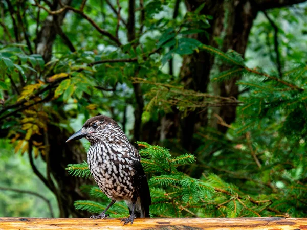 Primer Plano Lindo Pájaro Cascanueces Manchado Bosque —  Fotos de Stock