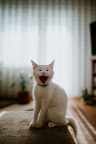 一只可爱的小白猫 戴着领子 在房间模糊的背景上打呵欠 — 图库照片