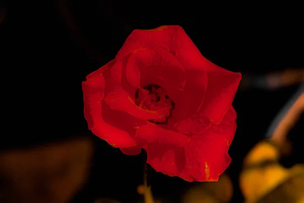 背景模糊的红黄玫瑰从宏观侧面俯瞰 — 图库照片