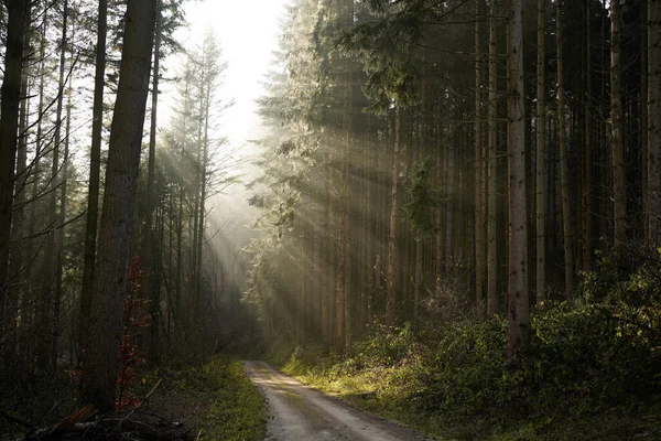 Jasné Polední Slunce Stříká Své Paprsky Mlžném Lese — Stock fotografie