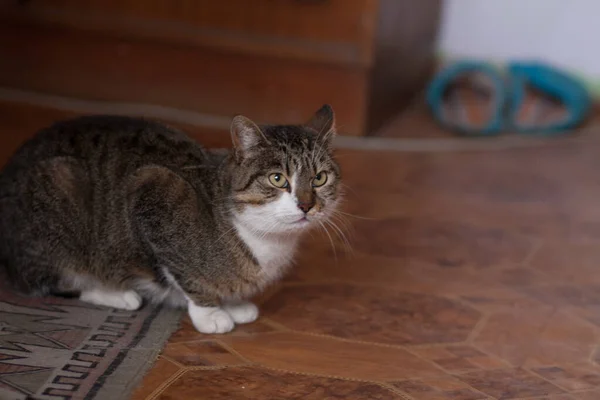 Närbild Skott Katt Med Rasande Ansiktsuttryck Golvet Med Matta — Stockfoto