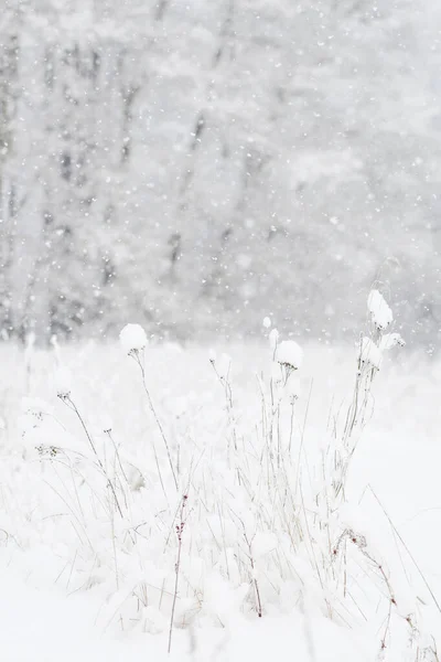 Zachwycające Ujęcie Pięknego Zimowego Krajobrazu Pokrytym Śniegiem — Zdjęcie stockowe