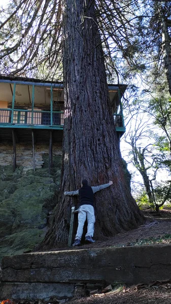 Вертикальный Снимок Девушки Обнимающей Огромное Дерево Большим Домом Балконом Заднем — стоковое фото