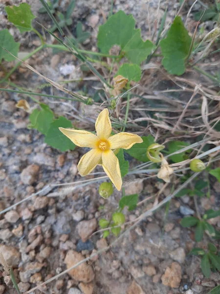Svislý Pohled Shora Žlutou Malou Květinku — Stock fotografie