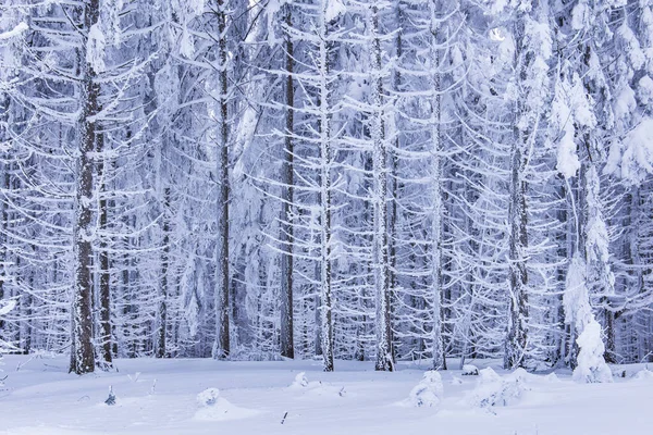 Hluboká Zima Lese Hoře Spousta Stromů Hustou Vrstvou Ledu Sněhu — Stock fotografie