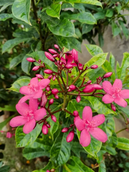 Nyblommande Rosa Blomma Växt Med Gröna Blad Utanför — Stockfoto