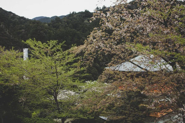 Une Vue Fascinante Temple Japonais Traditionnel Entouré Arbres — Photo