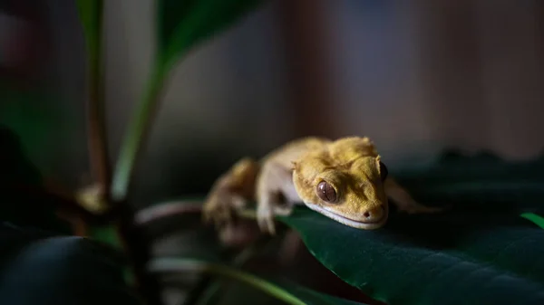 가까이서 노란색 Ciliated Banana Eater 미용실에서 발견되지 도마뱀붙이의 — 스톡 사진