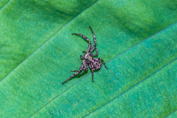 Une Vue Dessus Une Araignée Sur Une Feuille Verte — Photo