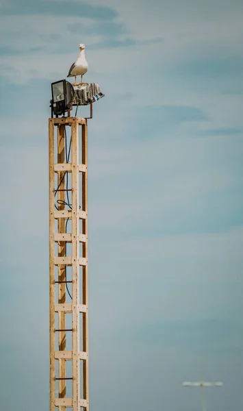 Vertical Shot Seagull Perched Spotlight Wooden Post Gloomy Background — Stock Photo, Image