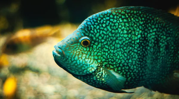 Nahaufnahme Eines Grünen Buntbarschfisches Einem Tropischen Aquarium — Stockfoto