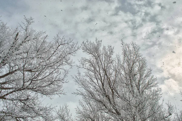 在多云的天空下 一缕白雪覆盖的树梢 — 图库照片