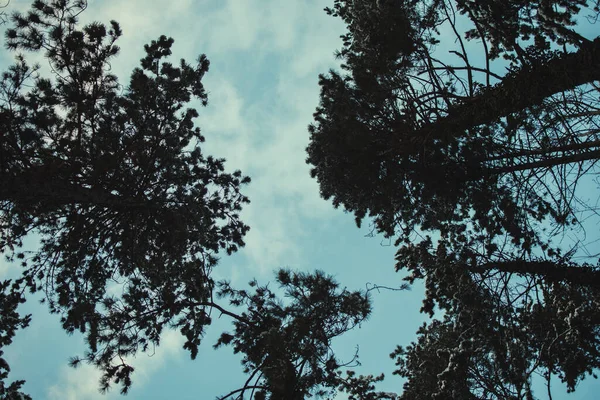 Een Lage Hoek Opname Van Prachtige Hoge Bomen Onder Een — Stockfoto