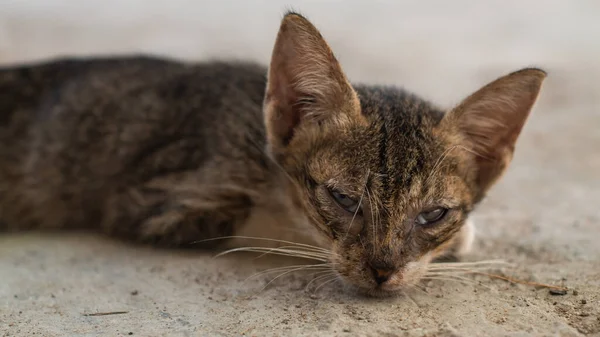 大きな耳を持つ素敵な猫のクローズアップショット — ストック写真