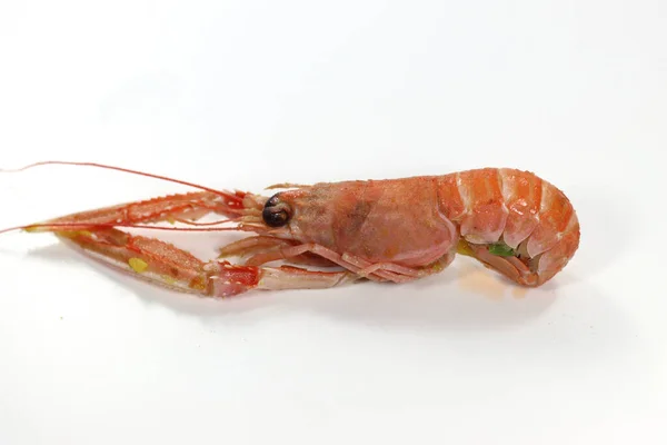 Tiro Close Crustáceo Mar Rosa Mediterrâneo Langoustine — Fotografia de Stock